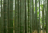 Fototapeta Dziecięca - 竹林 bamboo