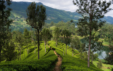 Poster - Tea plantation in hill country near ,Hatton, Nuwara Eliya, Sri Lanka