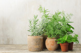 growing herbs in small terracotta pots