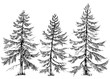 Pine trees vector collection. Hand drawn Christmas trees