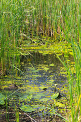 Aquatic plants in a swamp