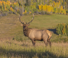 Wall Mural - big bad bull - a very large (6x6) bull elk watches over the herd of 30-40 cows in the early morning 