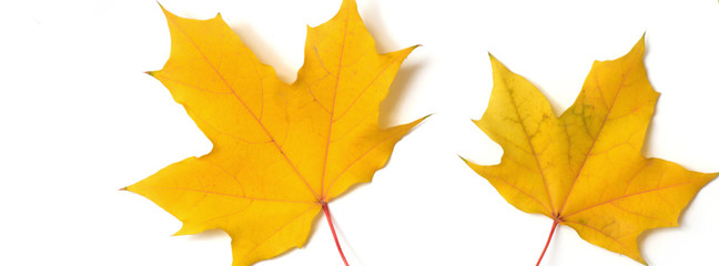 Wall Mural - panorama pattern maple leaf yellow autumn