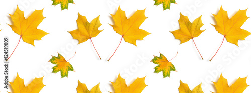 panorama  pattern maple leaf yellow  autumn