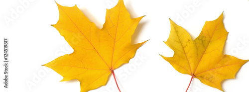 panorama  pattern maple leaf yellow  autumn
