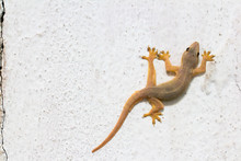 House Lizard On Wall 