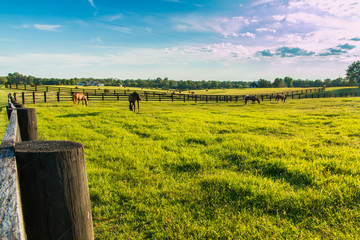 Wall Mural - Green pastures of horse farms. Country summer landscape.