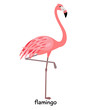 Image of nice flamingo