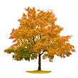 Autumn maple tree isolated on white background