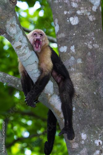 Fotografie, Obraz white headed capuchin - Cebus capucinus - Pura Vida