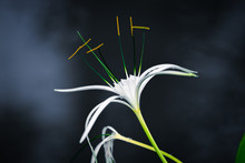 White Spider Lily With Dark Background With Smoke