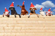 Tierische Freunde mit  Nikolausmützen auf einer Bretterwand, Textfreiraum
