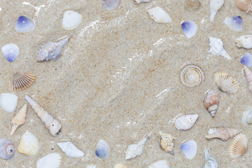 Beautiful Seashells on sand Summer beach background, scenery bac