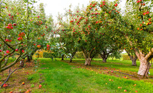 Apple On Trees In Orchard