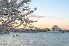 Cherry Blossoms On The Tidal Basin And The Jefferson Memorial 