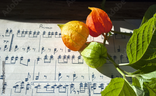 Zdjęcie XXL Stary odręczny muzyczny prześcieradło z Chińskimi Latarniowymi kwiatami pęcherzyca alkekengi -, tło
