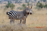 Fototapeta Sawanna - Zebra on grassland in Africa