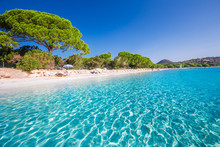 Santa Gulia Sandy Beach With Pine Trees And Azure Clear Water, Corsica, France, Europe