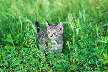 Wall Mural - Sute Striped Kitten in the Green Grass Outdoors - Playing Cat - Pets Care Concept