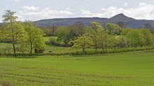 North Yorkshire, England Pastoral Scene With The Famous Hill, Roseberry Topping And The Cleveland Hills In The Background
