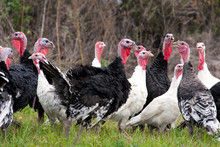 Flock Of Turkeys Grazing On The Grass