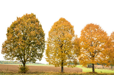 Wall Mural - yellow red autumnal trees. autumn landscape