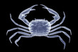 X-ray crab isolated
