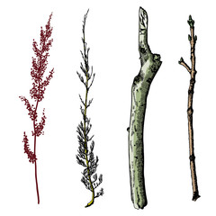 Hand painted wood twig set, ink rustic design elements collection. Dry wood tree branch and wooden twig bundle. Detailed and precise watercolor imitation driftwood twigs set. 