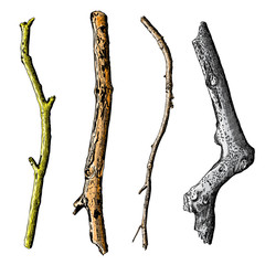 Hand painted watercolor imitation and drawn twig, tree branch isolated on white background.