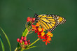 Newly emerged Monarch butterfly (Danaus plexippus) on tropical milkweed flowers. Natural green background with copy space.