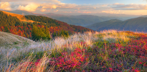 Wall Mural - Fog in the autumn