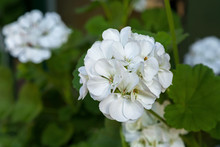 Closeup Photo Of Geranium Flowers With White Petals Blooming During Summer In Austria, Europe