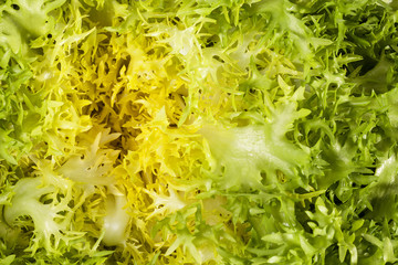 Wall Mural - Background of salad Cichorium endivia , close up.