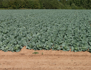 Poster - Cabbage field