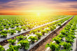 lettuce plant on field vegetable and agriculture sunset and ligh