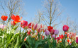 Glück, Lebensfreude, Frühlingserwachen, Leben: Buntes, duftendes Blumenfeld im Frühling :) 