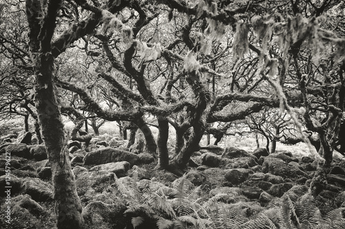 Spooky Forest Background With Stunted Moss Covered Trees And Rocks In Dramatic Black And White Stock Photo Adobe Stock