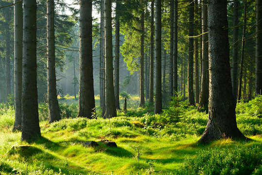 unberührter naturnaher fichtenwald im warmen licht der morgensonne