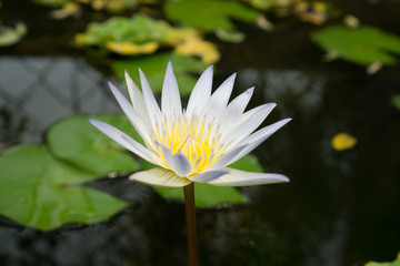 Close up small blooming white lotus in the pond