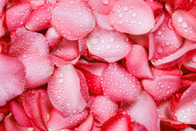 The Fresh Red Rose Petal Background With Water Rain Drop