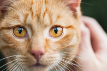 Ginger Cat Eyes Portrait Detail Animal Looking Directly To Camera Face To Face Closeup