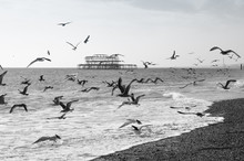 Black And White Picture Of The West Pier In Brighton. Seagulls Flying Over The Sea And Beach