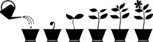 Scheme Of Flower Growth. Silhouettes Of Plants In The Flowerpot