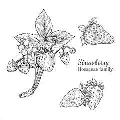 Ink strawberry herbal illustration. Hand drawn botanical sketch style. Absolutely vector. Good for using in packaging - tea, condinent, oil etc - and other applications