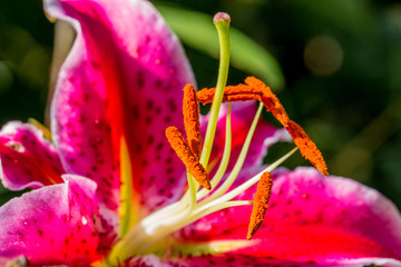 Gros plan sur la fleur de Lys