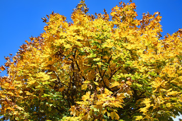 Wall Mural - maple tree in the autumn fall with golden leaves and a clear blue sky