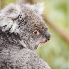 Wall Mural - australian koala outdoors in tasmania, australia