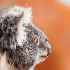 Wall Mural - australian koala outdoors in tasmania, australia