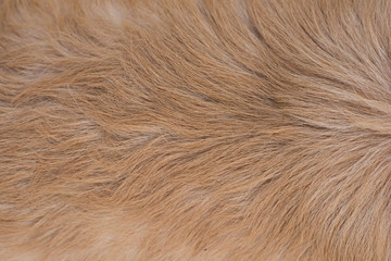 Wall Mural - Golden retriever dog hair