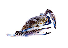 Blue Swimming Crabs Isolated On White Background